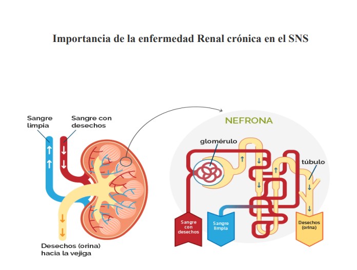 Conferencia: Importancia de la enfermedad Renal crónica en el SNS